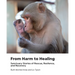 From Harm to Healing: Sanctuary Stories of Rescue, Resilience, and Recovery