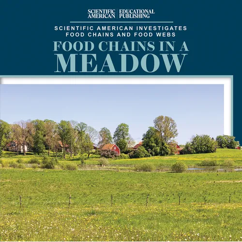 Food Chains in a Meadow - Library Binding