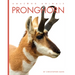 Pronghorn