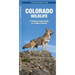 Colorado Wildlife: An Introduction to Familiar Species
