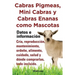 Cabras Pigmeas, Mini Cabras y Cabras Enanas Como Mascota. Datos E Informacion. Cria, Reprodu