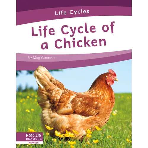 Life Cycle of a Chicken