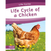 Life Cycle of a Chicken