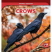 Crows