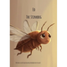 Ed the Stinkbug
