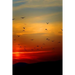 Sunset Flight: Beautiful