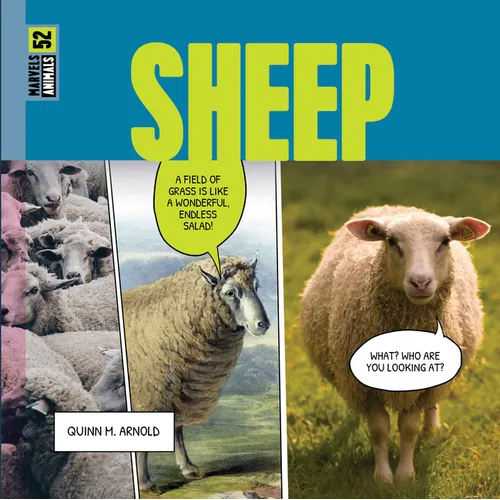 Sheep