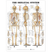 The Skeletal System Anatomical Chart
