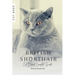 British Shorthair: Cat Breed Complete Guide