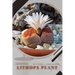 Lithops Plant: Plant Guide