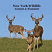 New York Animals and Mammals Kids Wildlife Book: Great Wildlife Book about Animals and Mammals in New York