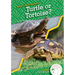 Turtle or Tortoise?