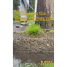 The Grass that Grows in Sidewalks