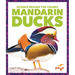 Mandarin Ducks
