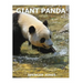 Giant Panda
