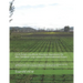 CCA Exam Unofficial Practice Questions for the Certified Crop Advisor (International) Exam