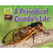 A Periodical Cicada's Life