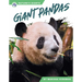 Giant Pandas