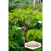 The Moringa Tree: What you don't know can HEAL you!