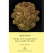 Spatial Plots: Virtuality and the Embodied Mind in Baricco, Camilleri and Calvino
