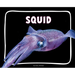 Squid