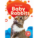Baby Rabbits