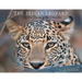The Indian Leopard: In the Realm of the Phantom