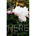 Here