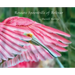 Roseate Spoonbills of Bolivar
