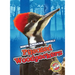 Pileated Woodpeckers