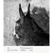 Jo Ractliffe: Photographs 1980s-Now