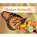 Queen Butterfly
