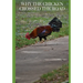 Why The Chicken Crossed The Road