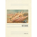 Vintage Lined Notebook Conch Shell Greetings from Cambria