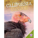 California Condor
