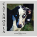 Catahoula: Louisiana State Dog