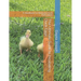 The Ultimate Guide to Incubating Duck Eggs: : A Handbook for Backyard Duck Enthusiasts