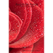 Red Rose Petals - A Poetry Collection