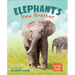Elephant's New Brother