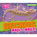 Geckos Walk on Walls!