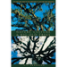 Nature, Culture, and Big Old Trees: Live Oaks and Ceibas in the Landscapes of Louisiana and Guatemala