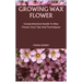 Growing Wax Flower: Comprehensive Guide To Wax Flower Care Tips And Techniques