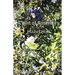 A Hint of Rosemary