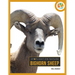 Bighorn Sheep