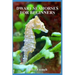 Dwarf Seahorses For Beginners