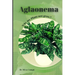 Aglaonema: Why my Plant not grow? problems and their solutions