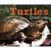 A Turtle's Life Cycle