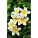 The Frangipani Blossom