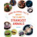 Mind-Blowing Facts about the Planet's Strangest Animals