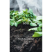 soil